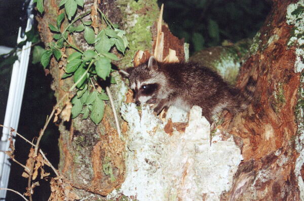 Waschbär im Kirschbaum