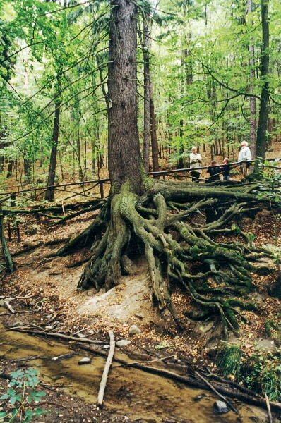 Wurzelfichte