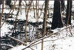 Moor am Schermützelsee