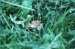 Laubfrosch
