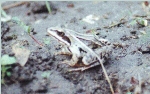 Laubfrosch