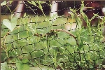 Zauneidechse