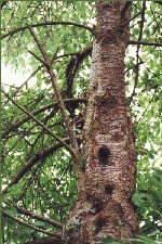 Waschbär im Kirschbaum
