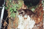 Waschbär im Kirschbaum