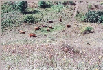 Highland-Rinder