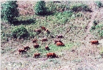 Highland-Rinder