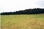 Heuwiese mit Heuballen
