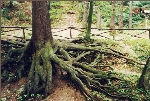 Wurzelfichte