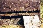 Bienenstock