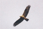 Mäusebussard