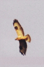 Mäusebussard