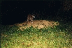 Waschbär