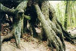 Wurzelfichte