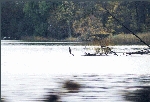 Graureiher am Schermützelsee