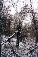 Winterwald