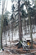 Wurzelfichte im Winter