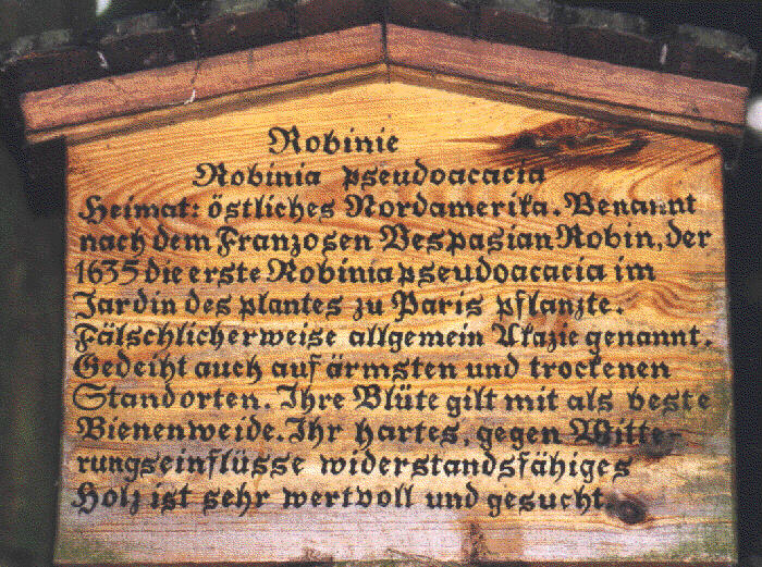 Am Panoramaweg befinden sich einige dieser erklärenden Tafeln, hier der inzwischen einheimische Baum Robinie auch Scheinakazie gennant