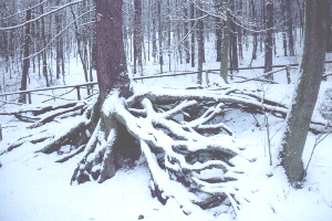 Wurzelfichte - versunken im Schnee