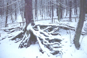 Wurzelfichte - versunken im Schnee